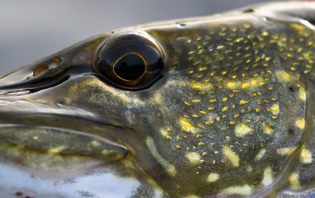 PIKE FISHING.  Fishing Waters in Stoke On Trent and Staffordshire